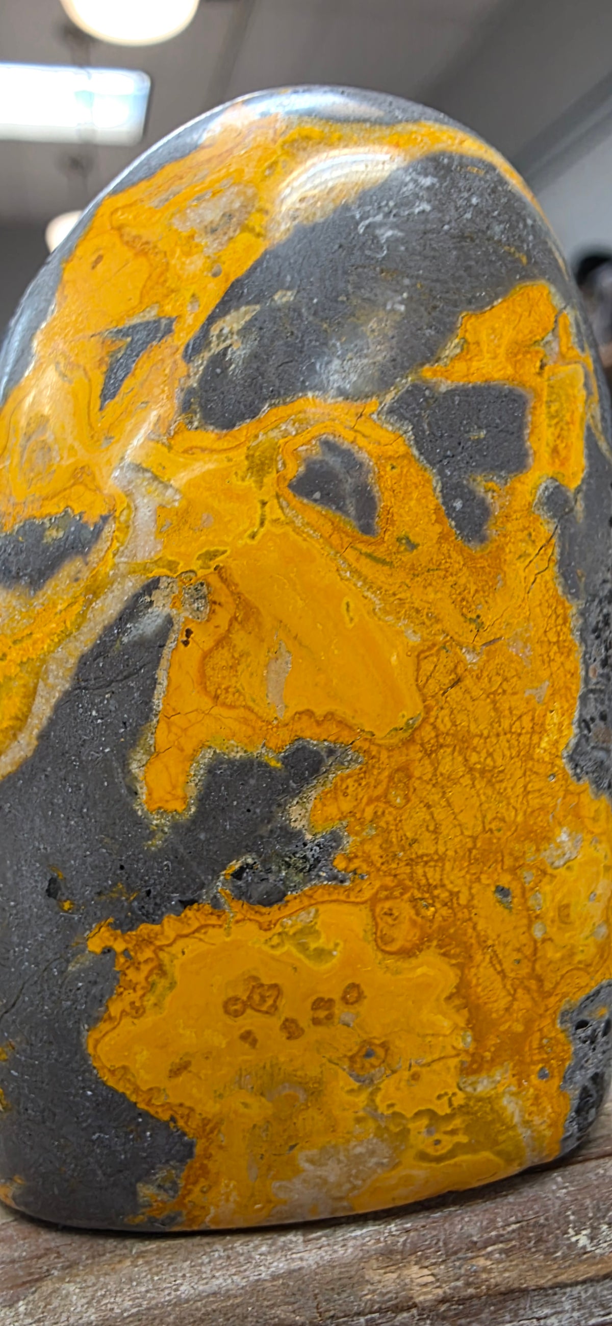 Bumblebee Jasper