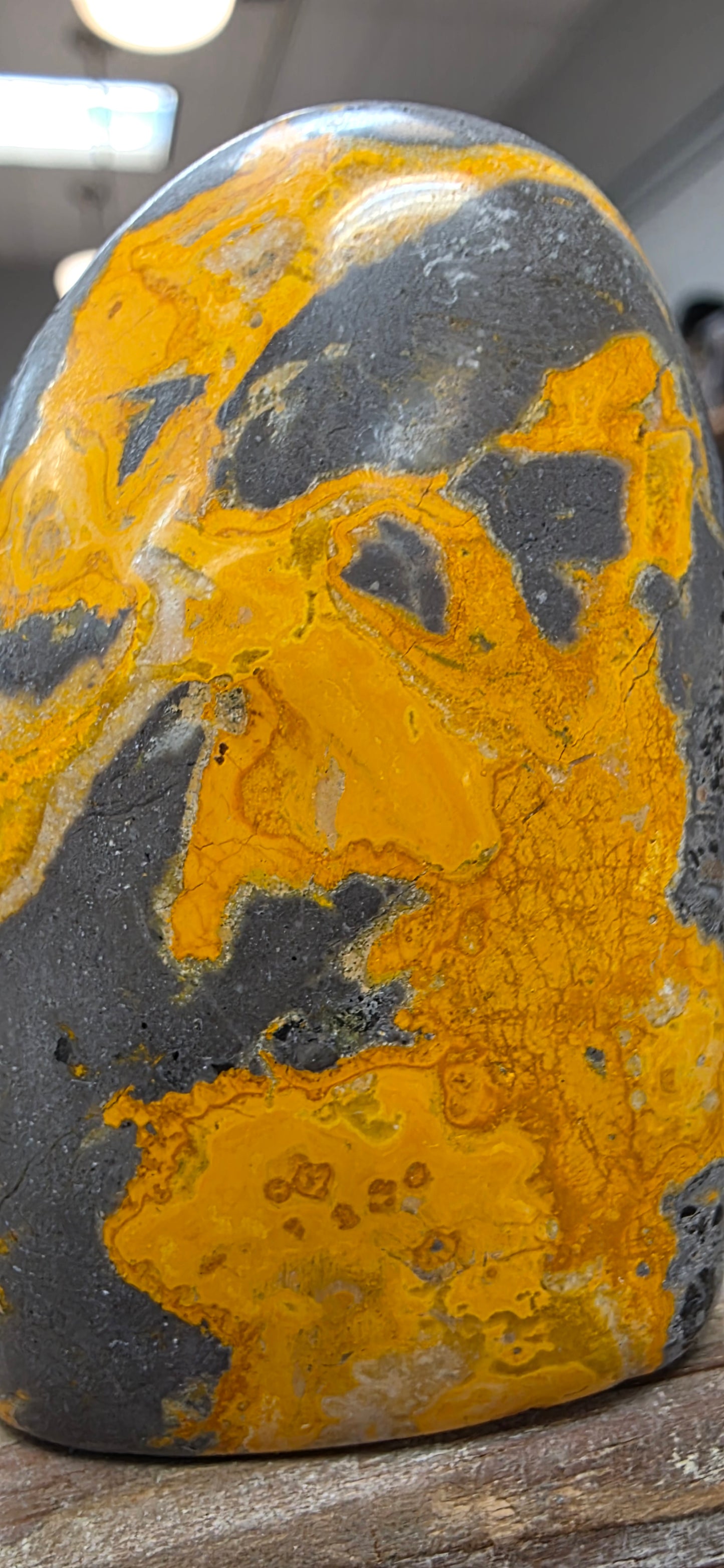 Bumblebee Jasper