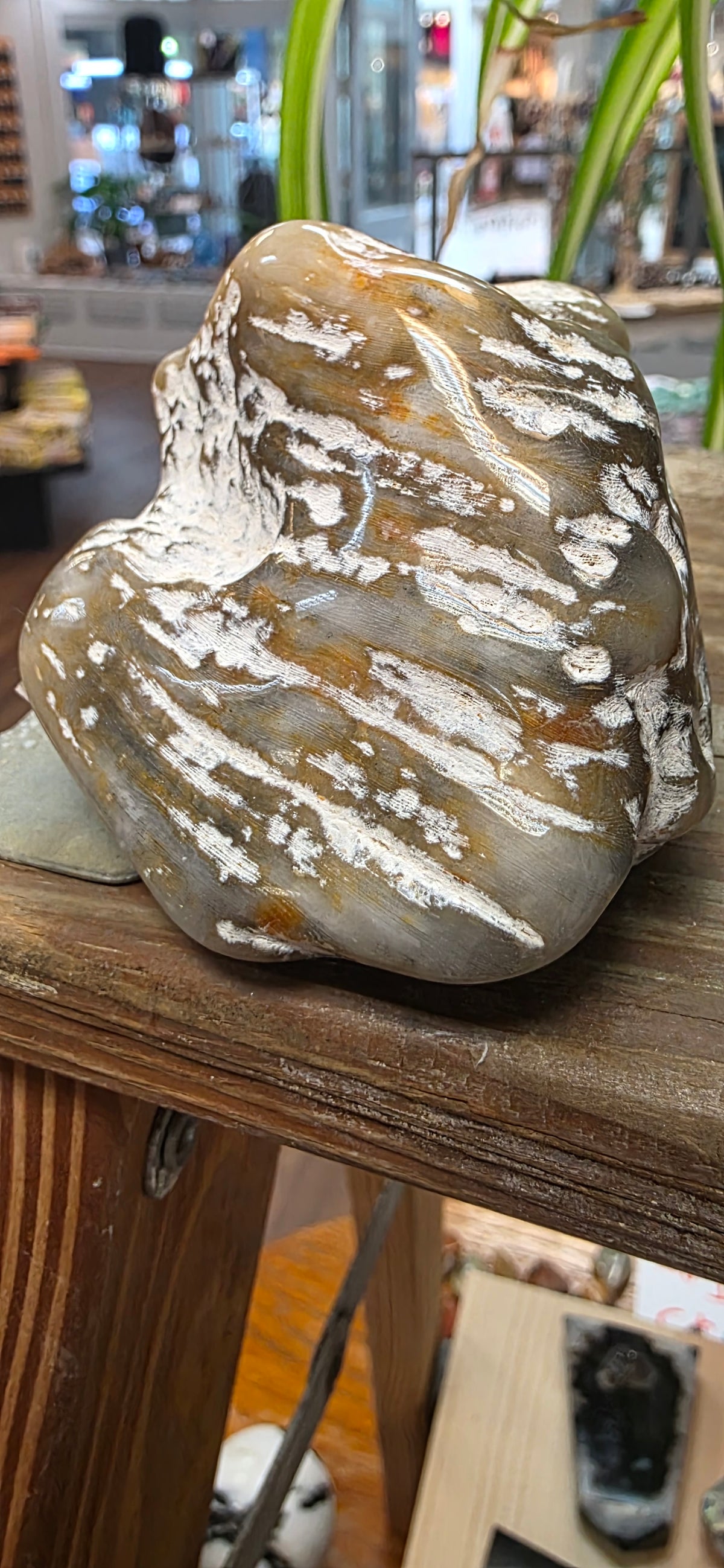Agate Coral