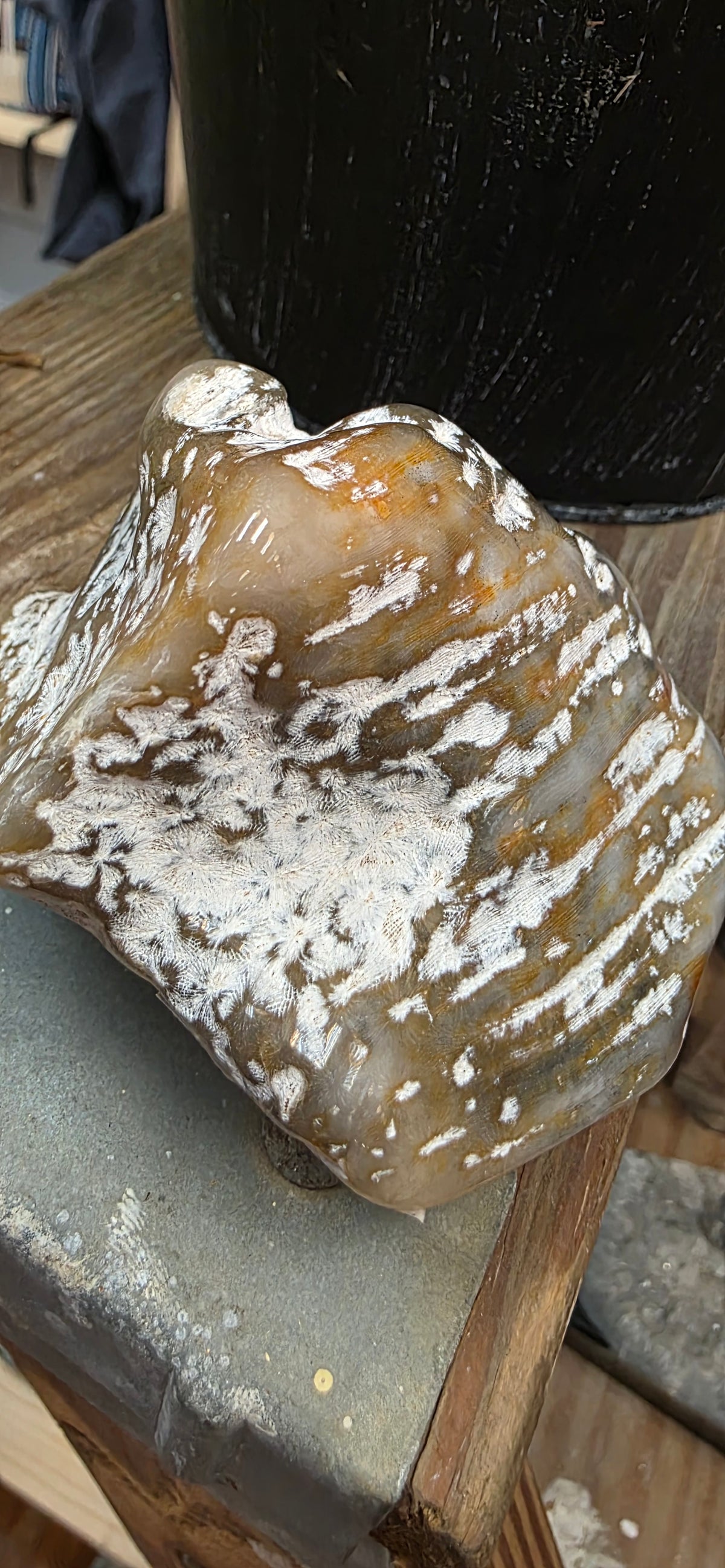 Agate Coral