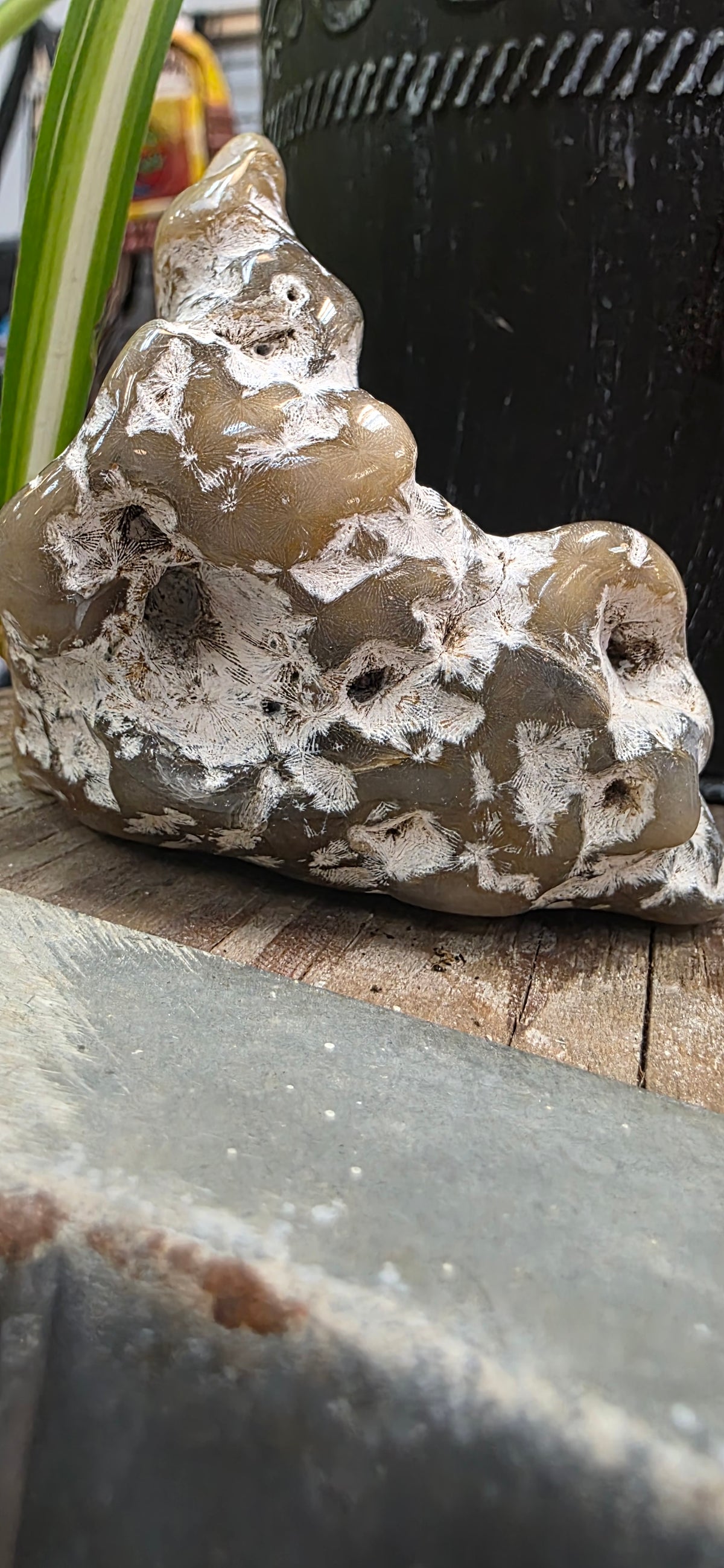 Agate Coral