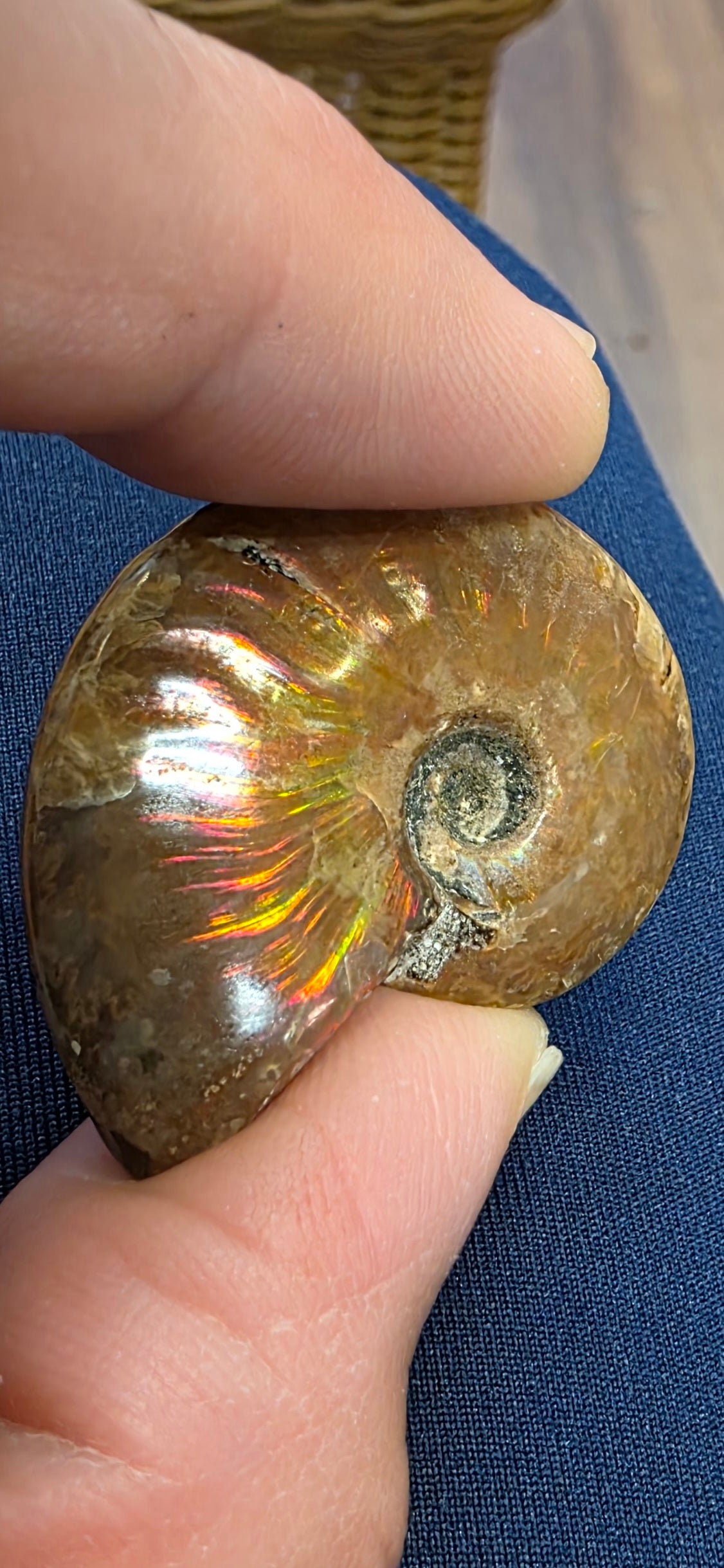 Ammolite