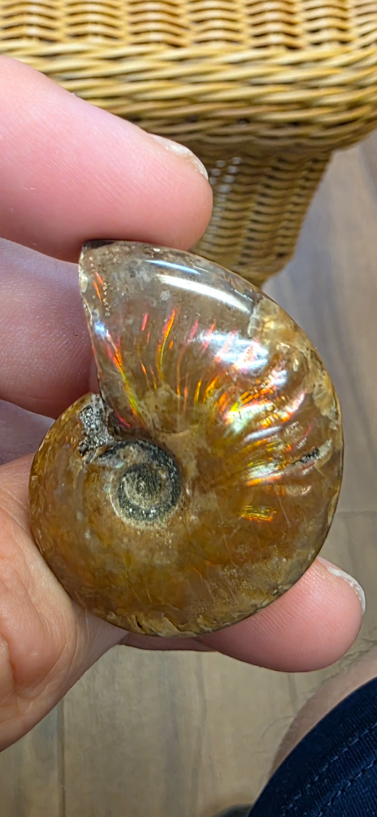 Ammolite