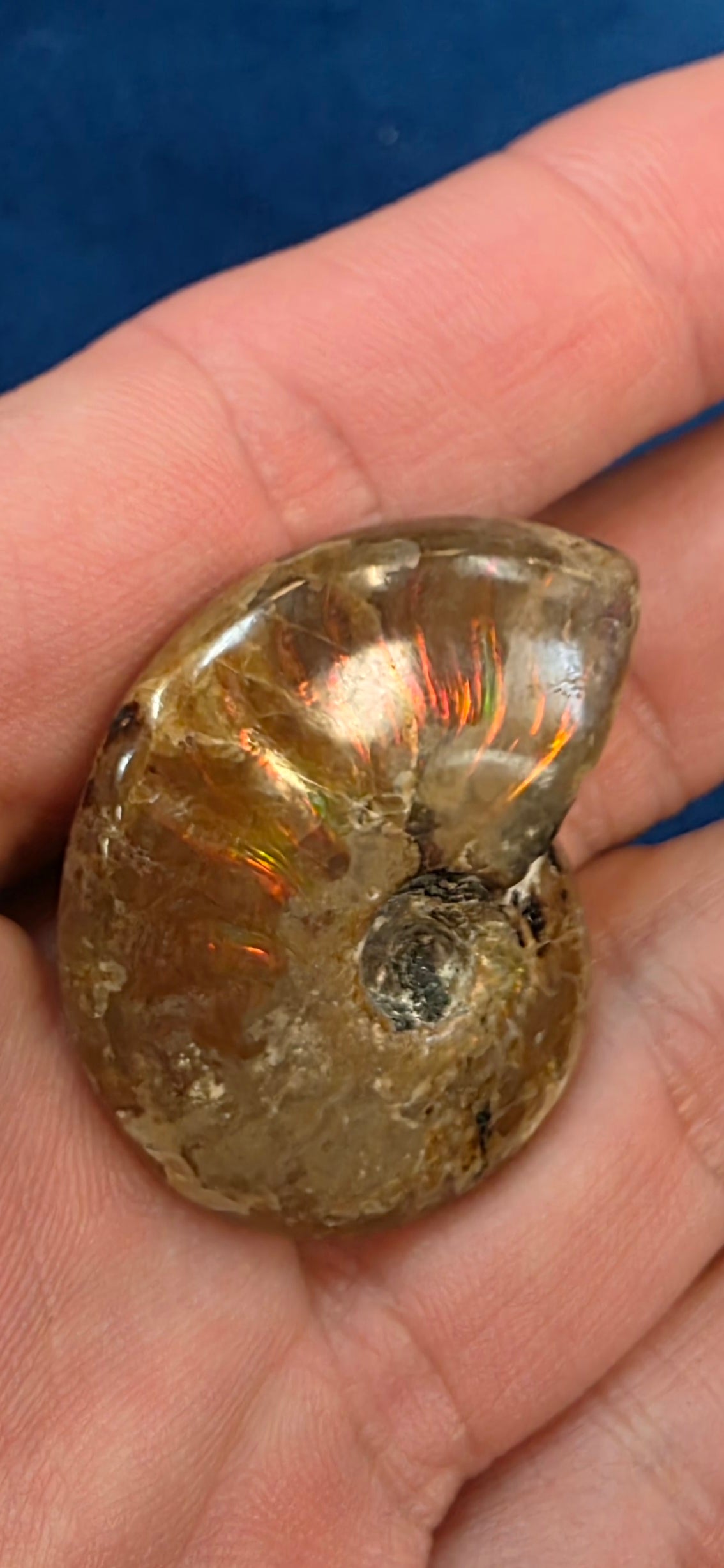 Ammolite