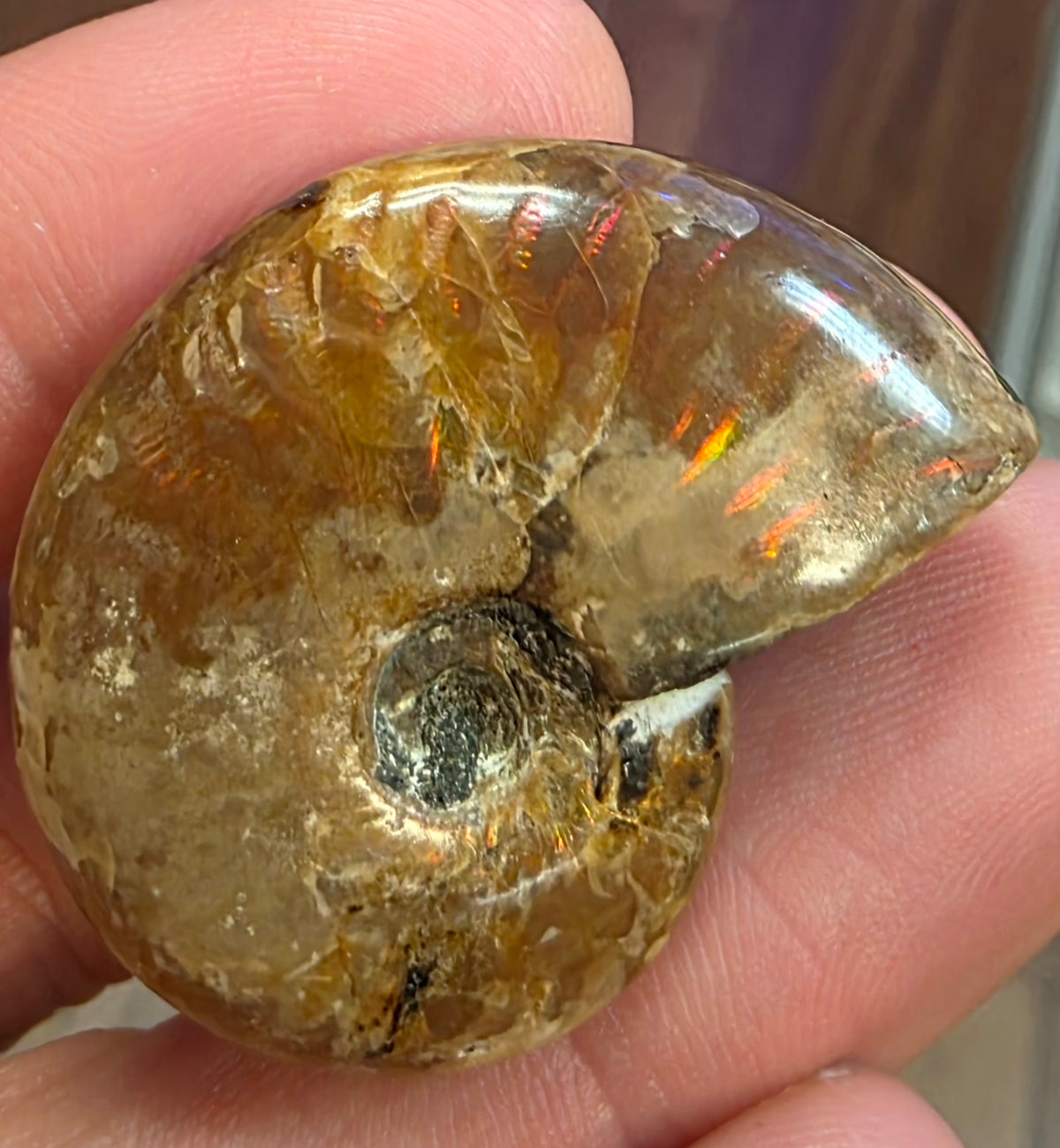 Ammolite