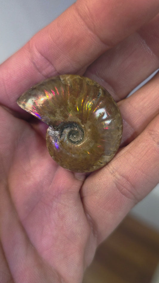 Ammolite
